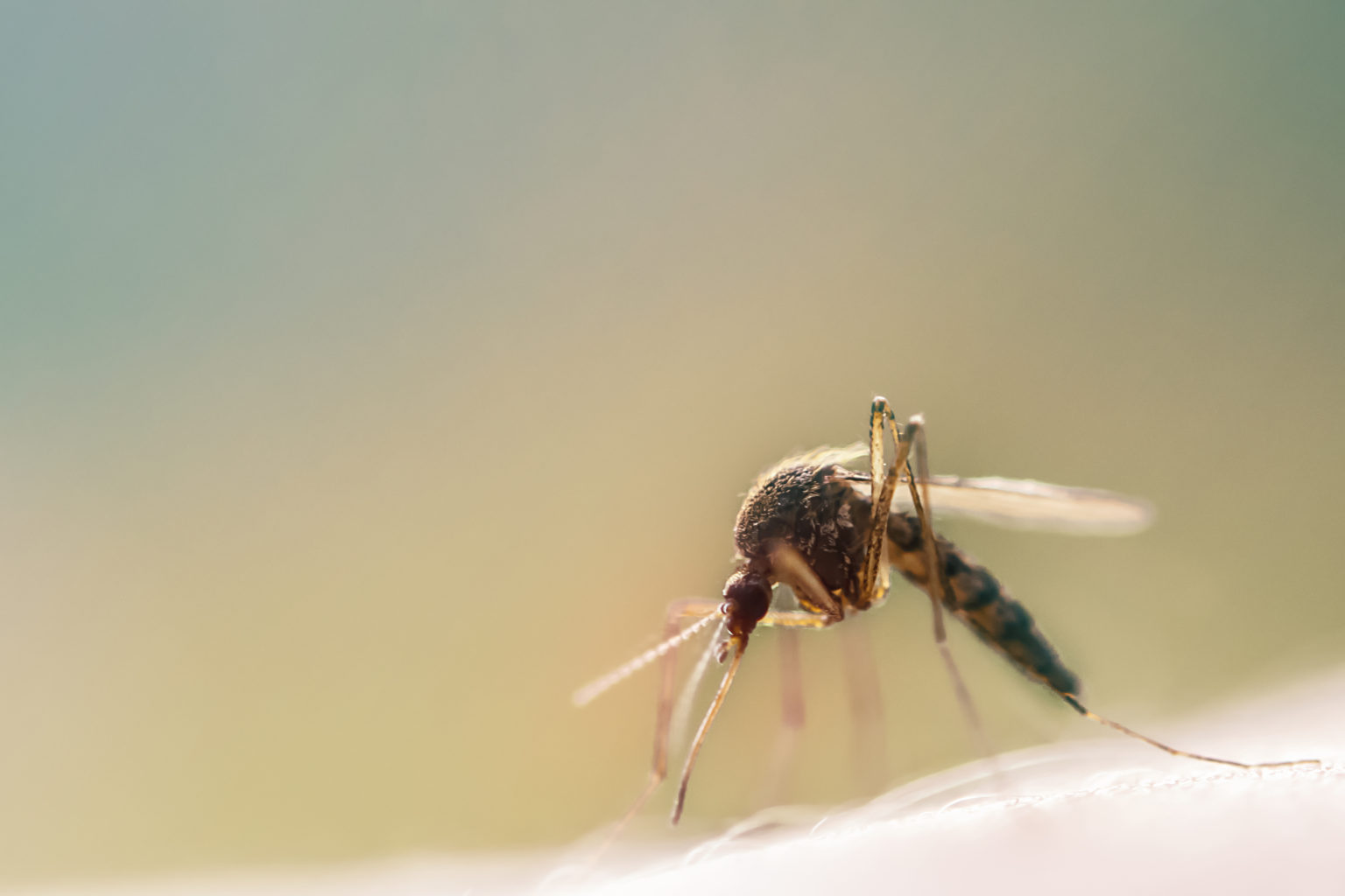 Malaria To Zero – A Nigerian Outlook – Private Sector Health Alliance 